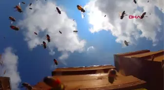 DÜNYANIN EN İYİ BALI İÇİN EĞİTİM GÖRÜYORLAR