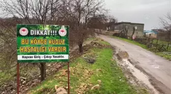 Karantinaya alınan köylerdeki hayvanlar aşılanıyor