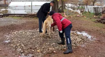 Yaban hayvanlarının ısırdığı köpek kuduz çıktı: Köyler karantinaya alındı, aşılama sürüyor