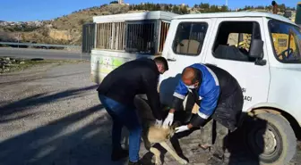 Besni'de sokak hayvanlarına kuduz aşısı yapılmaya başlandı