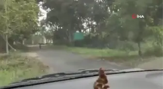 Hindistan'da leopar çevredekilere saldırdı: 13 yaralı