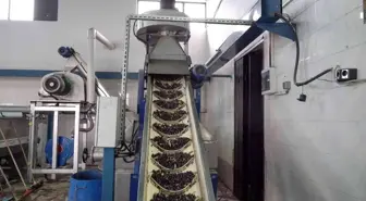 İcradan alındı, yeniden doğdu, rekora gidiyor