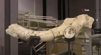 7.5 milyon yıllık fosilleri ayaklandırıyorlar