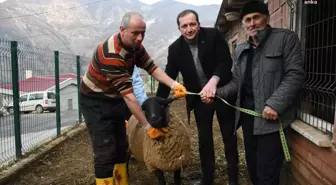 Artvin Belediyesi, İngiliz Irkı Suffolk Koyunları Üreticiyle Buluşturdu