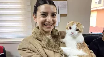 Evcil hayvanlar için çip yoğunluğu