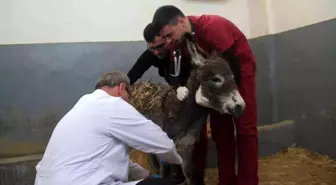 Vücudunda yanıklar bulunan sıpa tedavi edildi