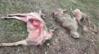 Ankara'da sokak köpekleri 9 koyunu yedi iddiası