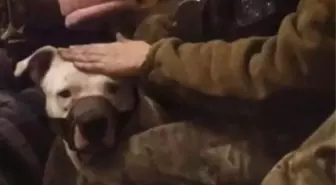 Rusya ile Ukrayna arasındaki ilginç takas! Son esir değişiminde pitbull da yer aldı