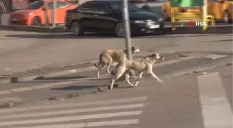 Çankayalılar başı boş köpeklere çözüm bulunmasını istiyor