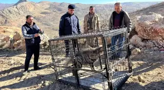 Çizgili sırtlan traktör sürücüsüne yolda eşlik etti