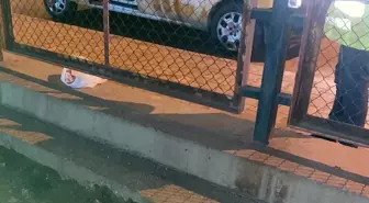 Divriği'de sokakta doğum yapan sahipsiz köpek ve 7 yavrusuna belediye sahip çıktı