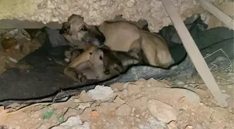 Soğukta doğum yapan sokak köpeği, 7 yavrusuyla barınağa alındı