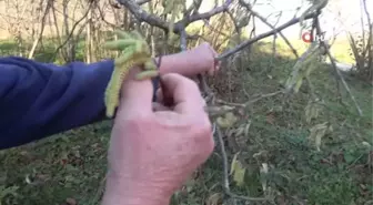 Fındıkta korkutan tehlike