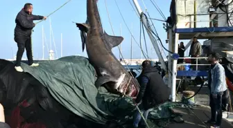 Boyu 10 metre, ağırlığı 2 ton! İzmir'de balıkçıların ağına takılan köpekbalığı herkesi şaşırttı