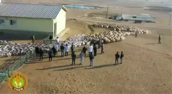 Sayıştay, Kuzu İhalesinde Tigem'in En Az 3 Milyon 227 Bin Lira Zarara Uğratıldığını Saptadı
