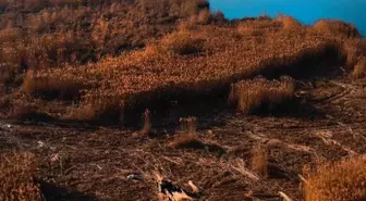 Eber Gölü yangınları için harekete geçildi