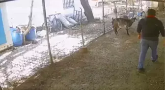 Bodrum'un 'teknolojik çobanı' yeni doğan oğlağı kalp masajıyla hayata bağladı