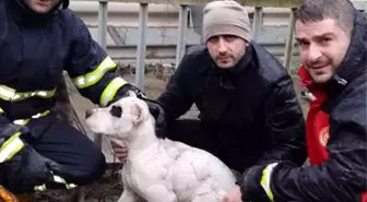 Dereye düşen köpeği itfaiye ekipleri kurtardı