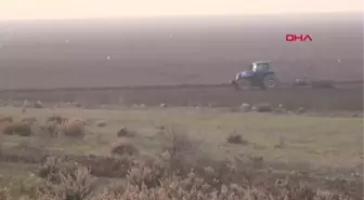 MARMARA GÖLÜ'NDE ORGANİK TARIM SONRASI AYÇİÇEĞİ ÜRETİMİ HEDEFİ