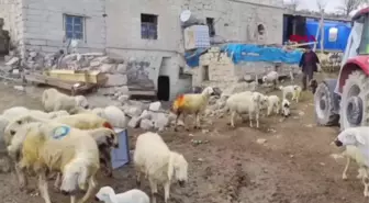 ANNESİNİN KABUL ETMEDİĞİ 'NOKTA'YI, BİBERONLA BESLİYOR