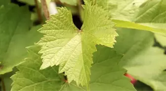 Rüyada asma yaprağı görmek ne anlama gelir? Rüyada asmada üzüm görmek ne demek?