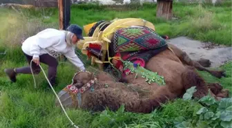 Sahibi öldükten sonra yas tutan deve, 2,5 yıl sonra ilk kez güreşip kazandı