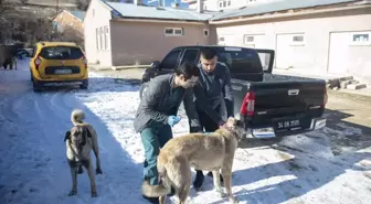 Kuduz karantinasına alınan Tunceli'nin Hozat ilçesinde aşı çalışmaları sürüyor