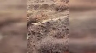 Köy kırsalında görülen çizgili sırtlan kameraya yansıdı