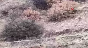Nesli tükenme tehlikesi altındaki çizgili sırtlan Elazığ'da görüntülendi