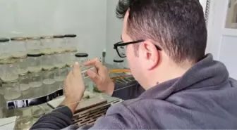 KLONLANAN 6 BİTKİ TÜRÜNDEN 40 BİN FİDAN