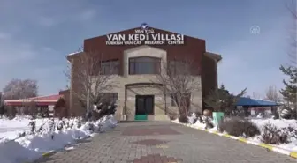 Koruma altındaki Van kedilerini çiftleştirme dönemi başladı