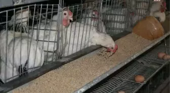 Tüik: Kasımda Tavuk Eti Üretimi Yüzde 6, Yumurta Üretimi de Yüzde 1,7 Azaldı