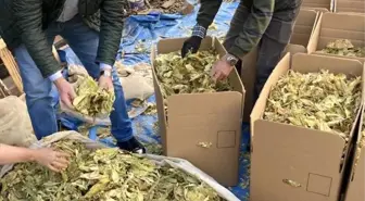Karacasu'da tütünler paketlenmeye başladı, üreticiyi para kazanamama telaşı sardı