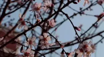 KIRKLARELİ - Sıcaklığın mevsim normallerinin üstünde olduğu Kırklareli'nde badem ağacı çiçek açtı