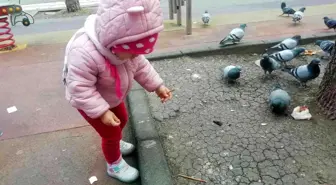 Elindeki krakeri güvercinlerle paylaştı