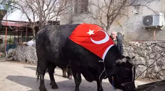 200 bin liraya satıldı, 933,5 kilo karkas et çıktı