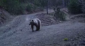 Prof. Dr. Öztürk: Bazı ırklar yok olabilir