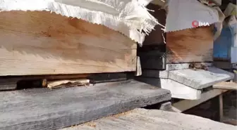 Gümüşhane'de kuraklık arıların dengesini değiştirdi