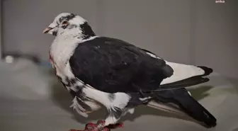 Kumluca Belediyesi Yaralı Güvercini Tedavi Altına Aldı