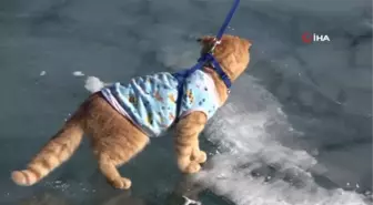 Yavru kedi Tarçın, Çıldır Gölü'nün maskotu oldu
