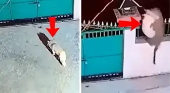 Korku filmlerini andıran görüntü! Evin bahçesine giren leopar koca köpeği alıp gitti