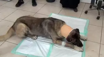 Yılan sokması sonucu kafasında tümör oluşan köpek yaşam mücadelesi veriyor