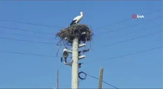 Sıcak havayı gören leylekler, mevsimleri şaşırdı