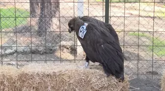 TEDAVİSİ TAMAMLANAN KARA AKBABA, DOĞAYA BIRAKILDI