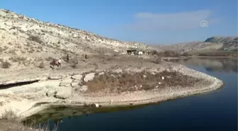 Göçmen su kuşları Nallıhan'da mola verdi (1)