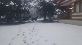 Karla kaplı Spil Dağı'nda yaban hayatı unutulmadı