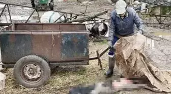 Sokak köpekleri tarafından buzağısı öldürülen çiftçi isyan etti: Resmen parçalamış