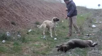 Otomobilin çarptığı erkek köpek öldü, dişi köpek 1 hafta başında bekledi