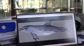 Prof. Dr. Deniz Ayas: 'Mersin'de son 2 yılda 6 yunus balığı ölü şekilde karaya vurdu'