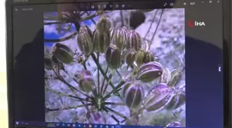 Dünyada sadece Tunceli'de var: Tunceli'de yeni bir çakşır türü keşfedildi